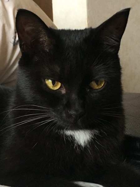 猫 黒猫 ベルの写真