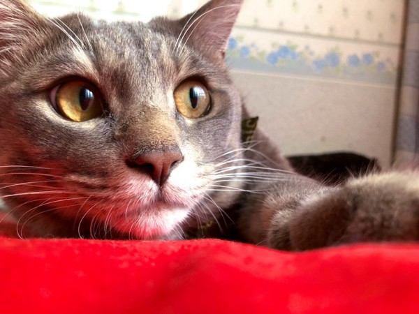 猫 サバトラ 諭吉の写真
