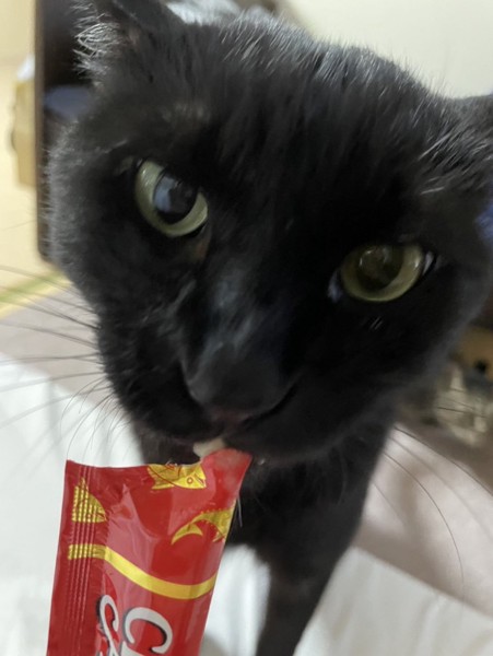 猫 黒猫 えま🐈‍⬛むぎ🐈の写真