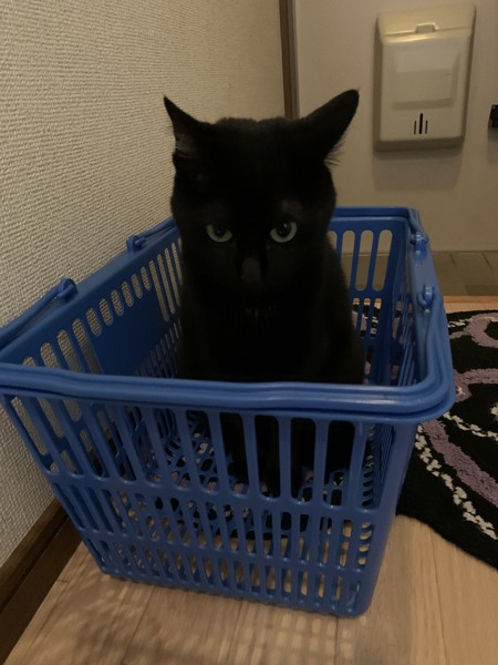 猫 黒猫 リーの写真