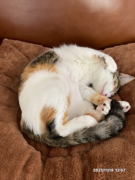 猫 三毛猫 リリィの写真