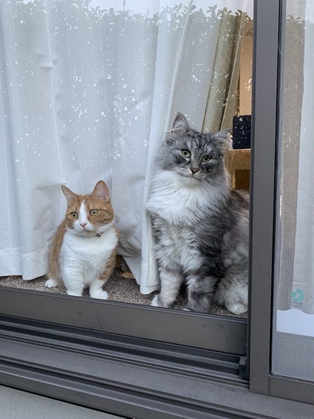 猫 ノルウェージャンフォレストキャット ルイとチャーの写真