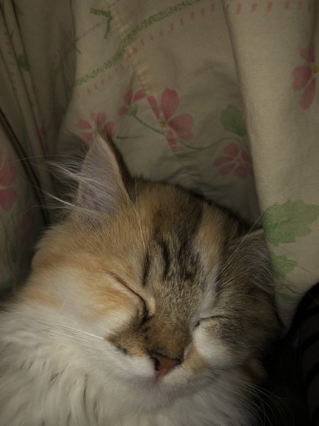 猫 ミヌエット モカの写真