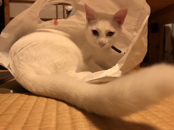 猫 白猫 シュネの写真