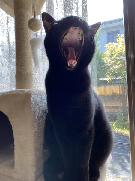 猫 黒猫 レオの写真
