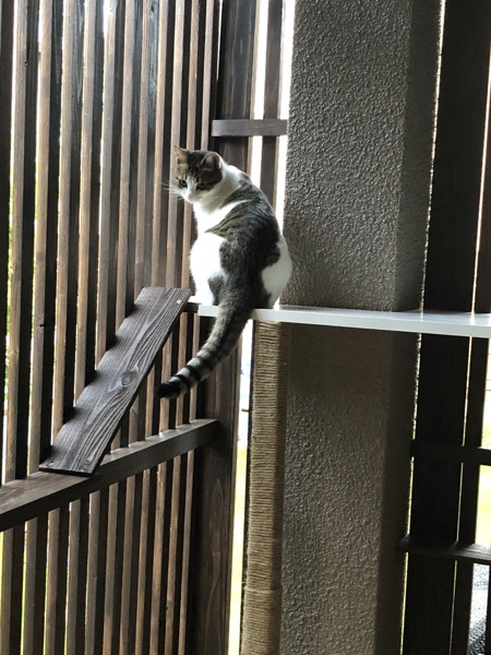 猫 サバシロ 姫ちゃんの写真