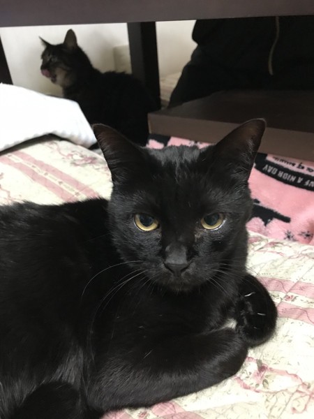 猫 黒猫 レオンハルトの写真