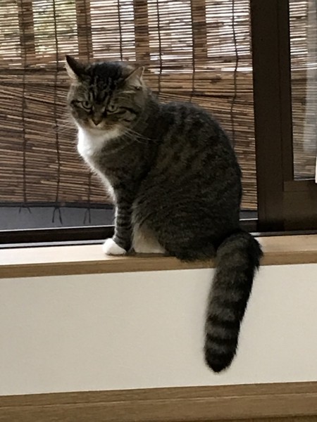 猫 キジシロ モモの写真