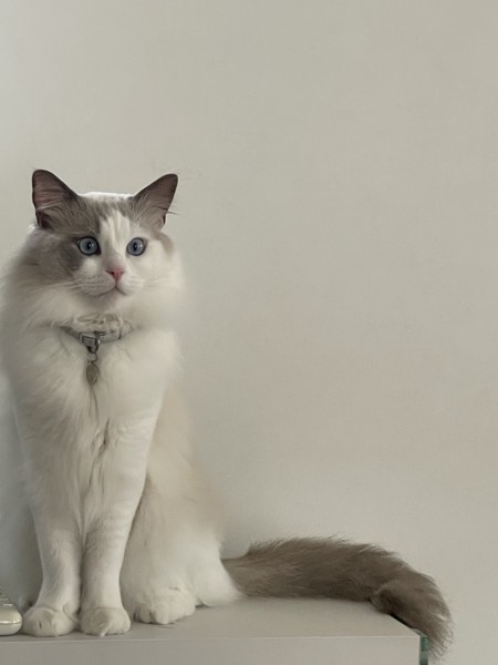猫 ラグドール フランの写真