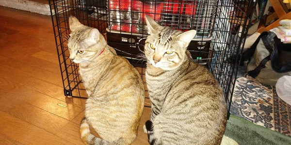 猫 雑種（ミックス） トラ&ジュニアの写真