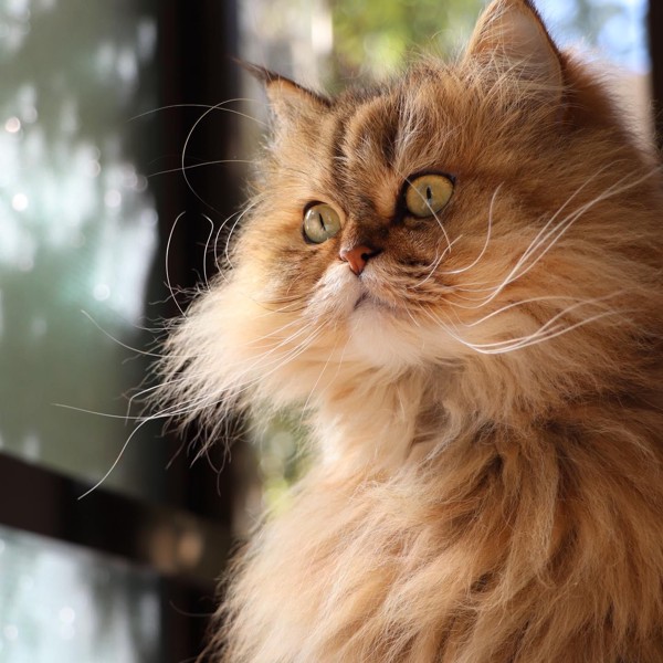 猫 チンチラペルシャ ファーファの写真