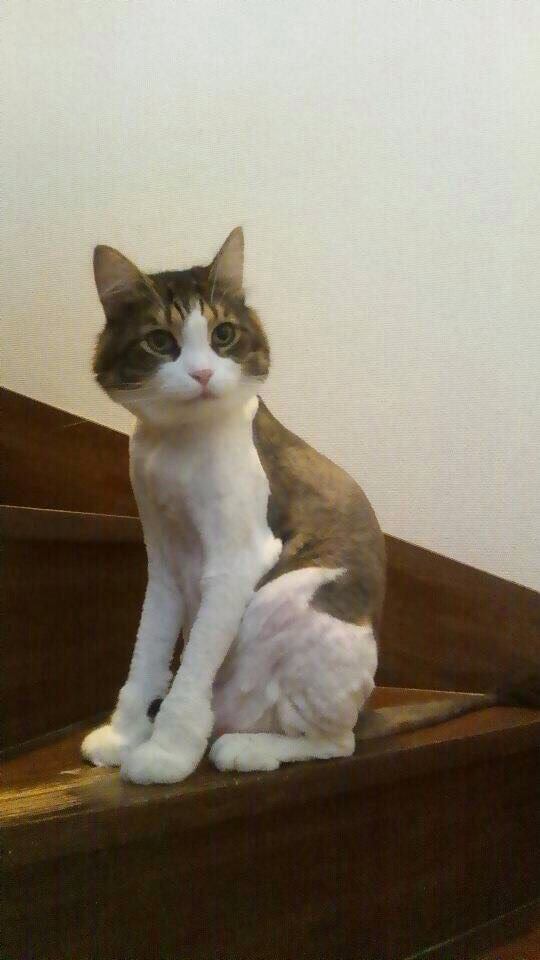 猫 メインクーン 男爵の写真