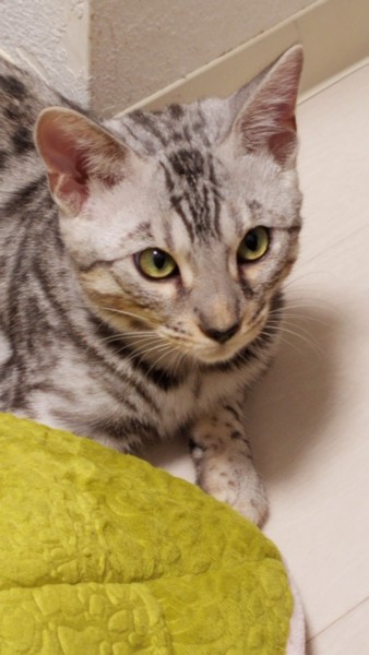 猫 ベンガル ルカの写真