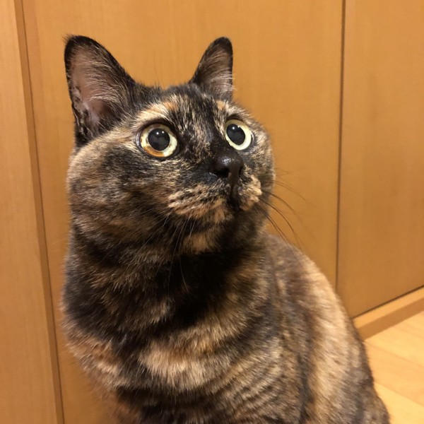 猫 サビ猫 ポンちゃんの写真