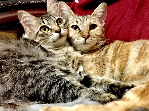 猫 キジトラ チッチ&チャコの写真