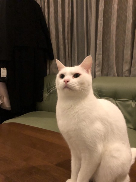 猫 白猫 雪乃介の写真