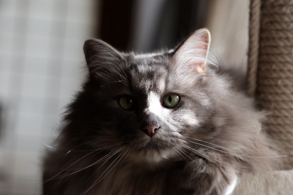 猫 長毛ミックス 蘭丸の写真