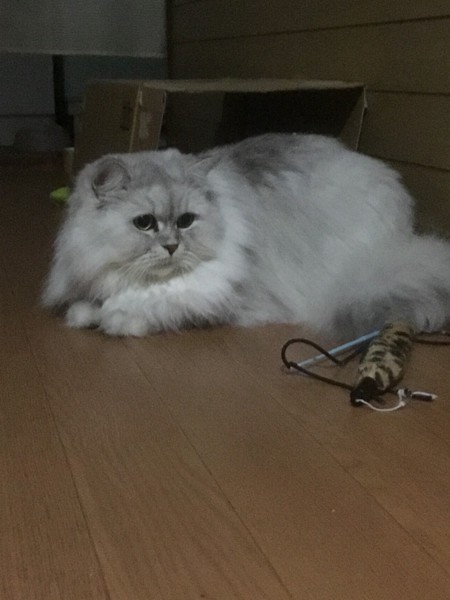 猫 チンチラペルシャ 姫の写真