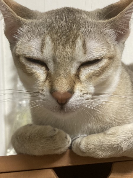 猫 シンガプーラ ソラの写真
