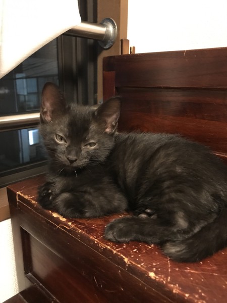 猫 黒猫 五郎の写真