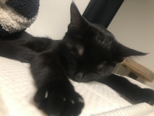 猫 黒猫 クロエの写真