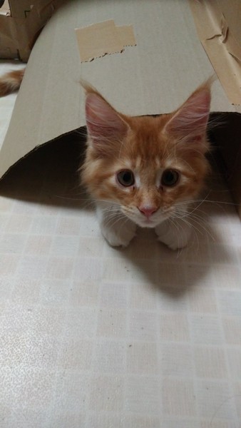 猫 メインクーン ふくちゃんの写真
