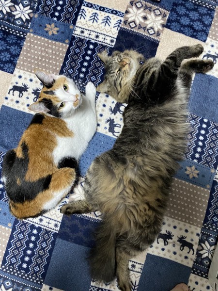 猫 キジトラ エア　りんの写真
