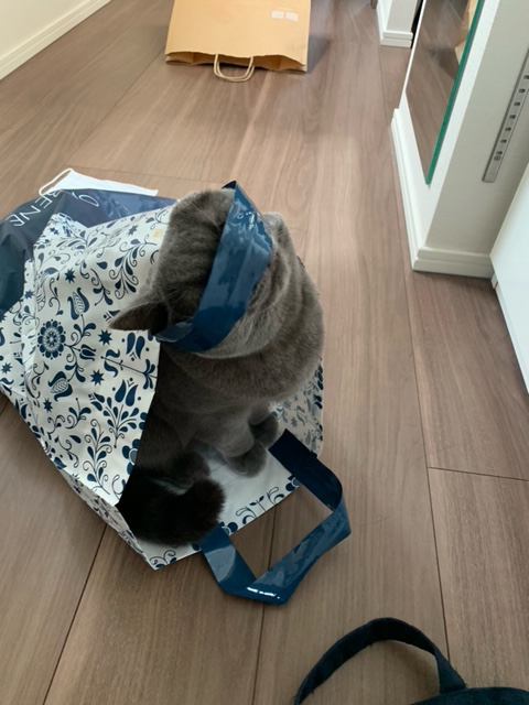 猫 ブリティッシュショートヘア アシリの写真