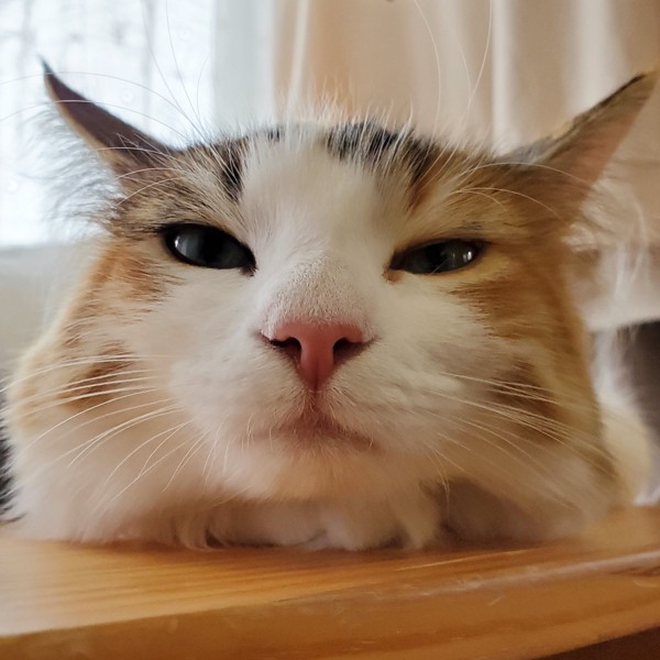 猫 ノルウェージャンフォレストキャット モカの写真
