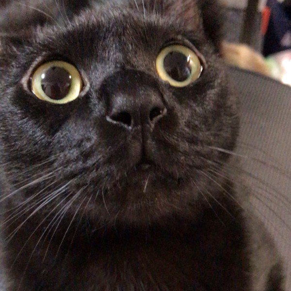 猫 黒猫 ポポの写真