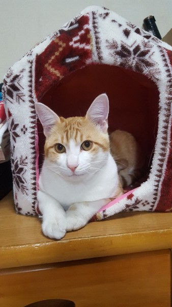 猫 茶白トラ ミモの写真