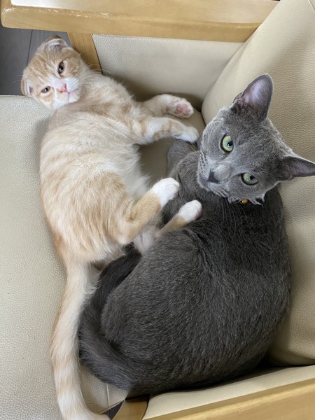 猫 ロシアンブルー ココアとラテの写真