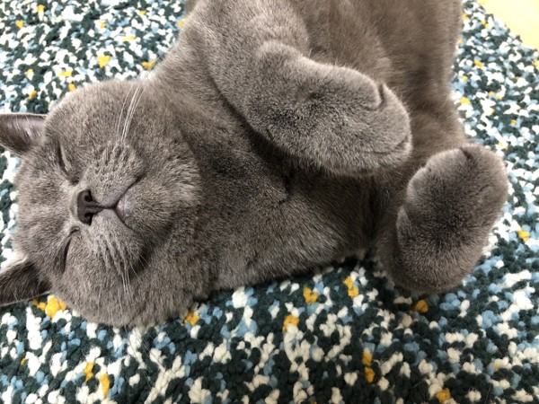 猫 ブリティッシュショートヘア サスケの写真
