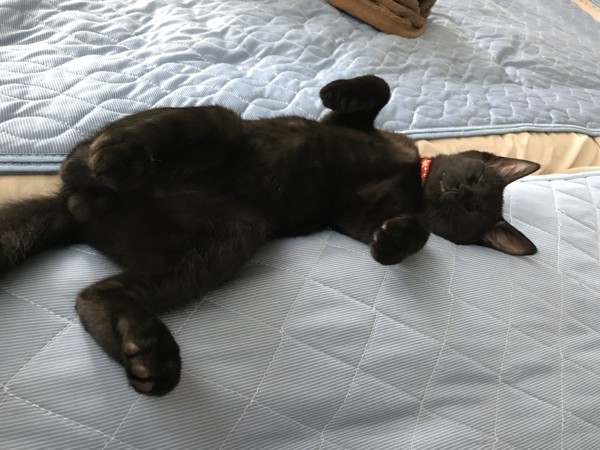 猫 黒猫 武蔵 の写真