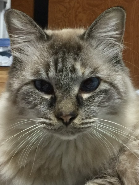 猫 MIX みーちゃんの写真