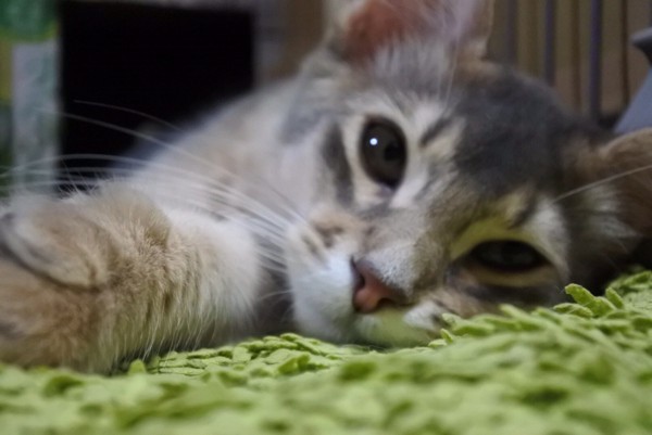 猫 ソマリ ゴマの写真