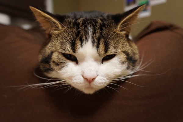猫 スコティッシュフォールド とおふの写真