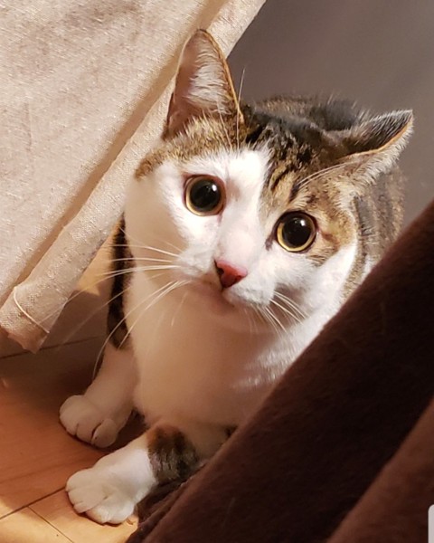 猫 キジシロ nenecoの写真