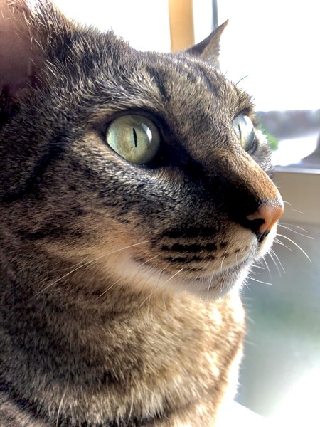 猫 キジトラ サスケの写真