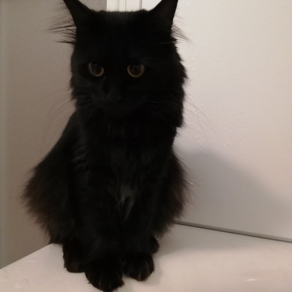 猫 黒猫 エルちゃんの写真