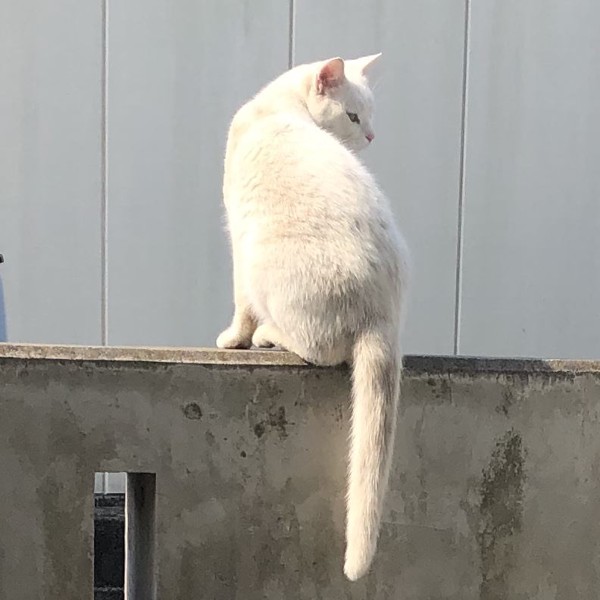 猫 白猫 シロの写真