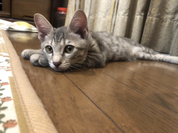 猫 サバトラ ユメの写真