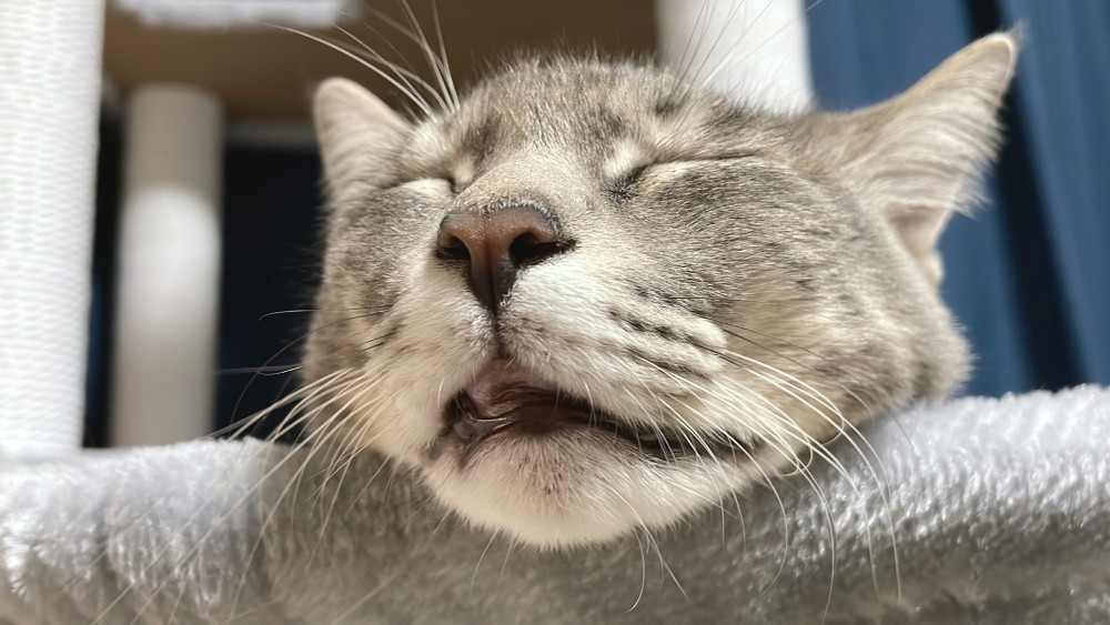 猫 サバトラ マロンの写真