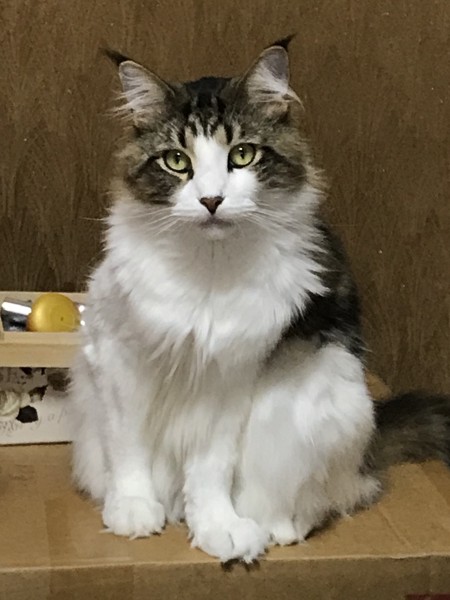 猫 メインクーン ガオの写真