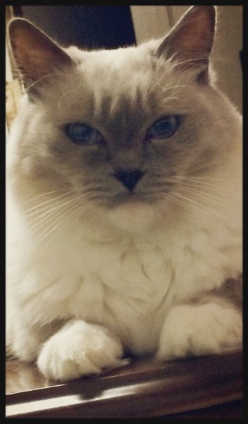 猫 ラグドール ココの写真