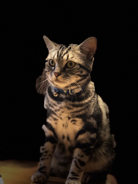 猫 アメリカンショートヘア ティガーの写真