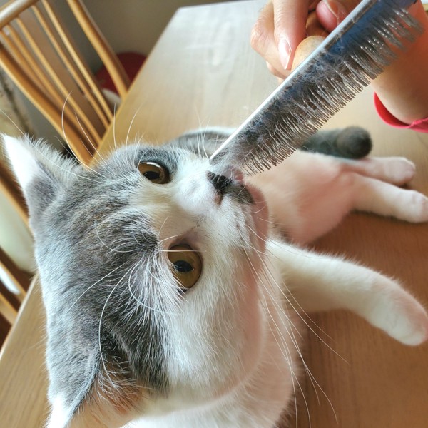猫 ブリティッシュショートヘア ふくの写真