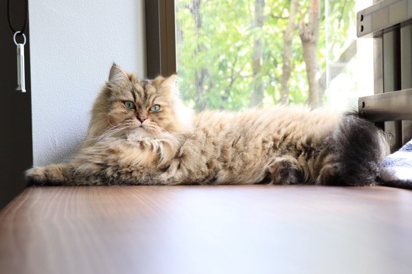 猫 チンチラペルシャ ダウニーの写真