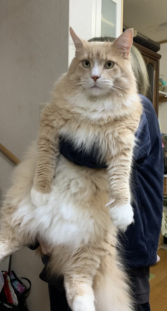 猫 メインクーン バロンの写真