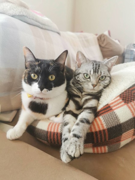 猫 三毛猫 ベル&リサの写真